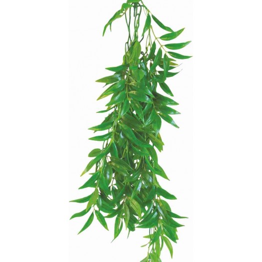 Ficus longifolia augalas, 50cm